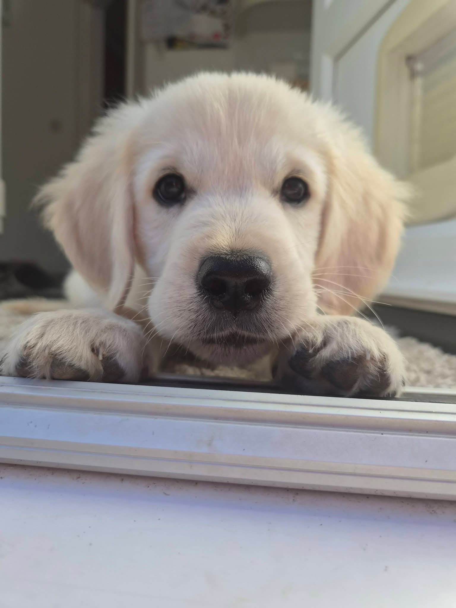 Blue — Puppy Golden Retriever