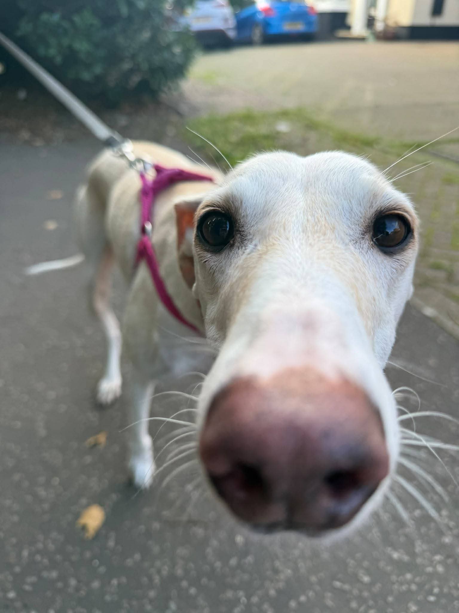 A Hairy Moment With Ivy 🐾 – Reactive Dog Walking in Norfolk